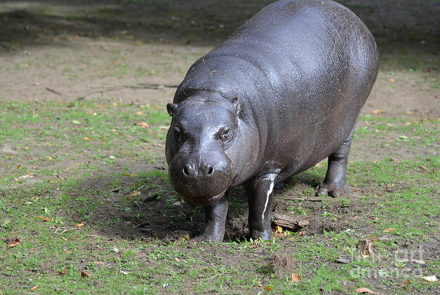 A Look at A Pygmy Hippo in the Wild Photograph by DejaVu Designs