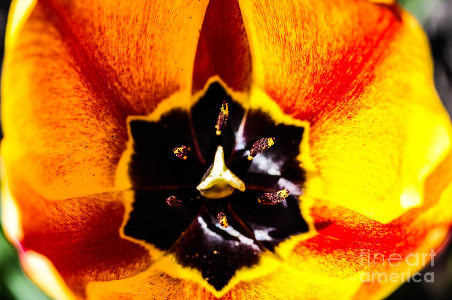 A look inside a tulip  Photograph by Gerald Kloss