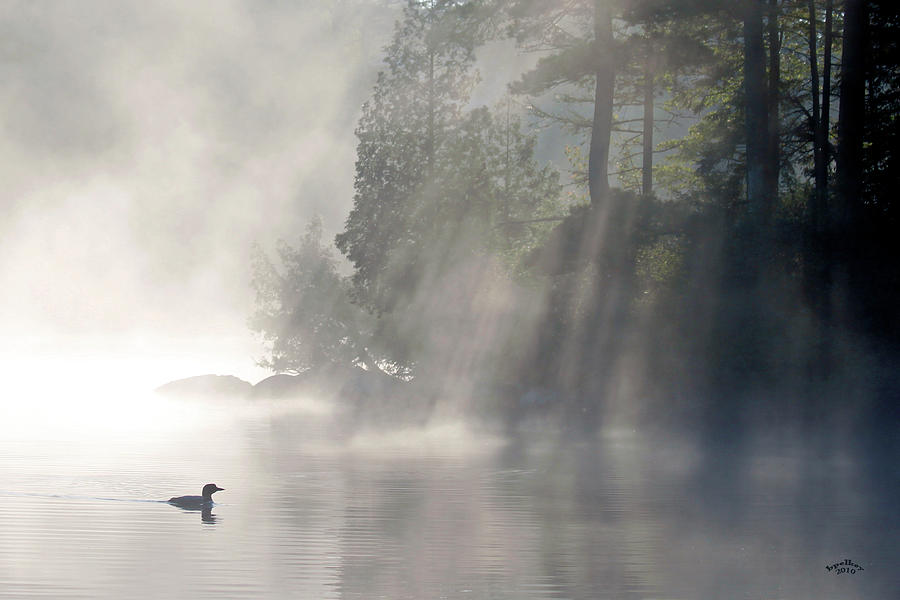 Tree Photograph - A Loon In The Mist by Brian Pelkey