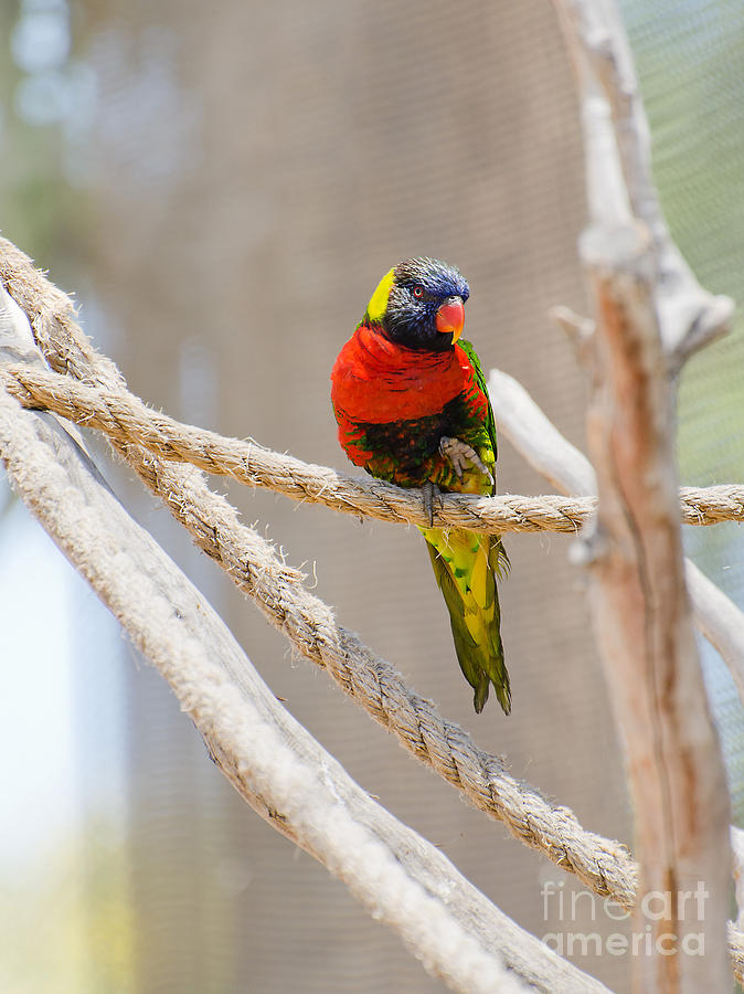 Feather Photograph - A Lorikeet from the Rainforest by Mary Jane Armstrong