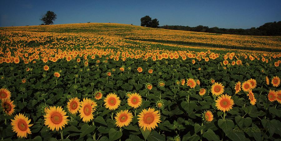 Sunflower Crop Photograph by Chris Berry