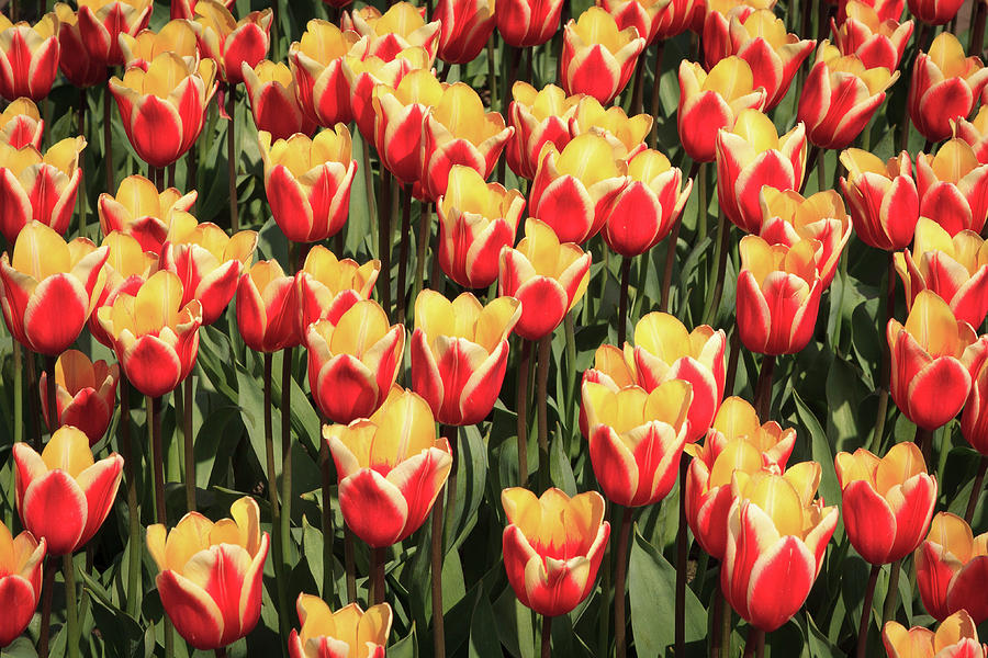 A lot of red and yellow tulips Photograph by Tim Abeln