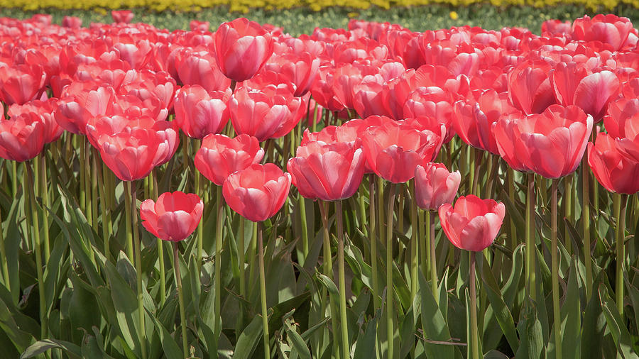 A lot of red tulips Photograph by Tim Abeln