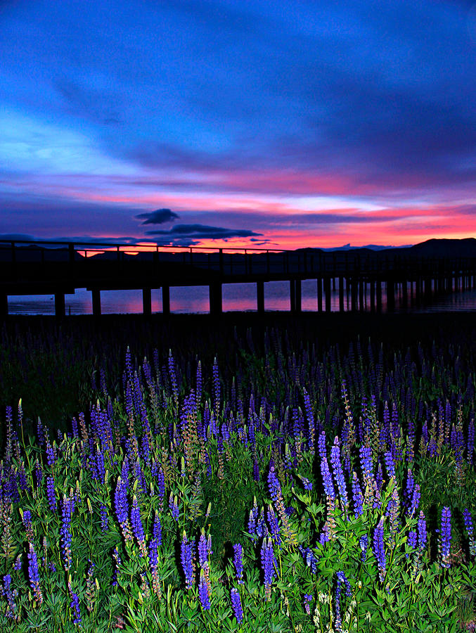 A Love For Lupine  Photograph by Sean Sarsfield