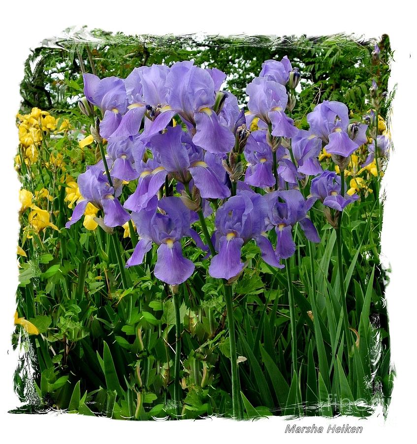 A Lovely Bunch of Irises Photograph by Marsha Heiken