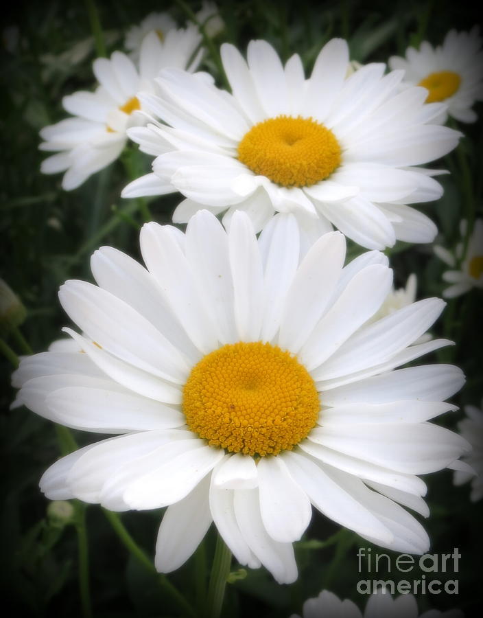 A Lovely Pair Of Shasta Daisies Photograph by Kay Novy