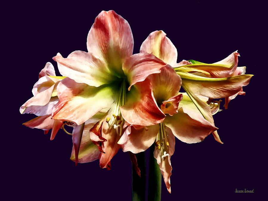 A Lovely Pink and White Amaryllis Photograph by Susan Savad