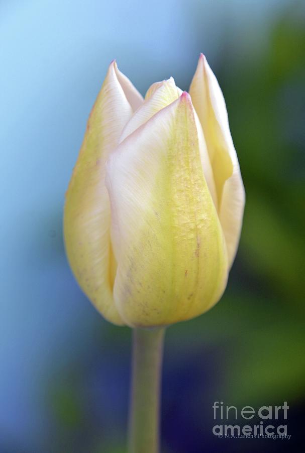 Tulip Photograph - A lovely promise by Norma A Lahens Tulip Photograph - A lovely promise by Norma A Lahens