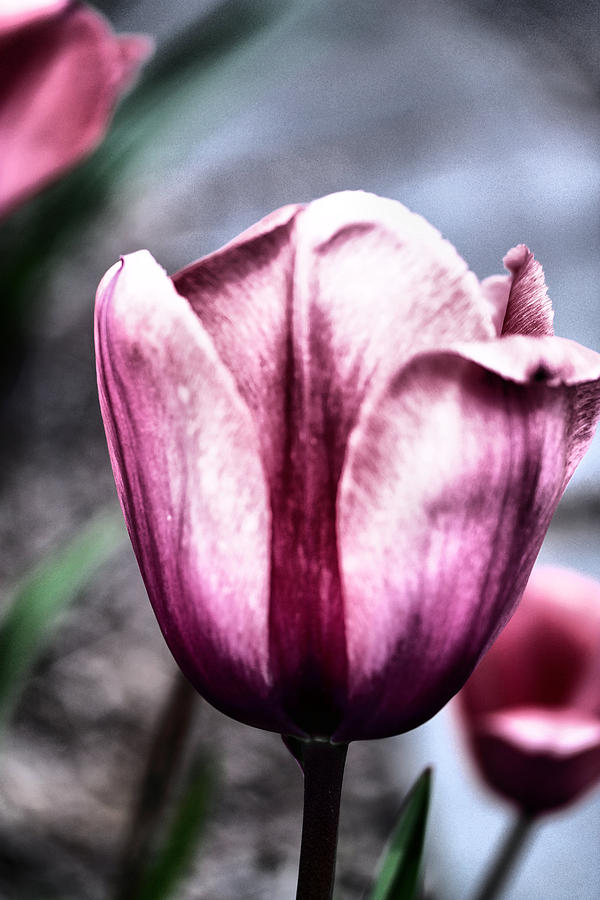 A lovely Tulip Photograph by Jeff Swan