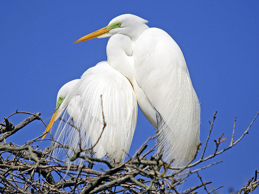 Wildlife Photograph - A Loving Couple by Kenneth Albin