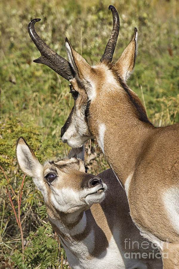 A Loving Pronghorn Couple Photograph by Priscilla Burgers
