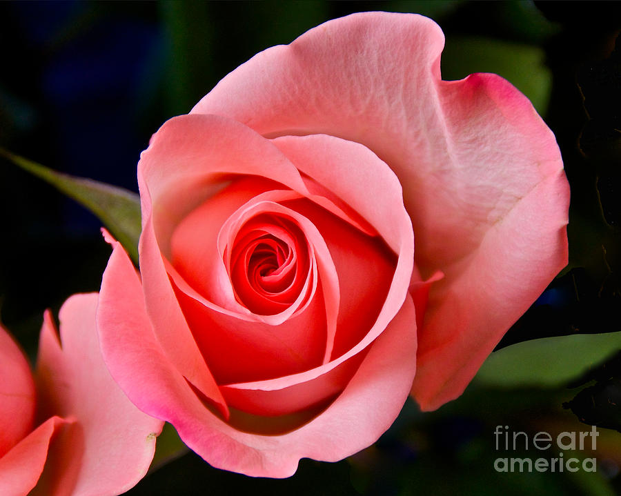 Nature Photograph - A Loving Rose by Sean Griffin