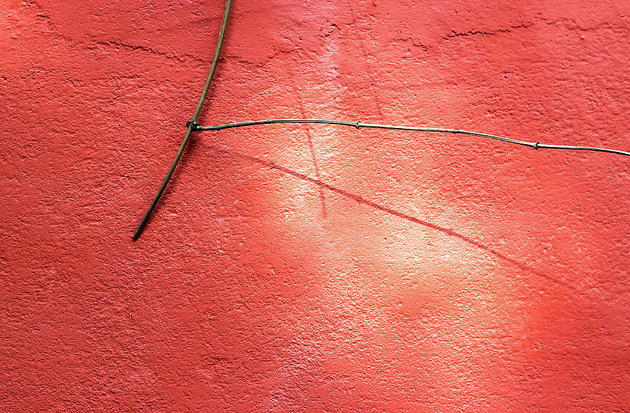 Low Hanging Twig of a Plant against a Red Wall Photograph by Prakash Ghai