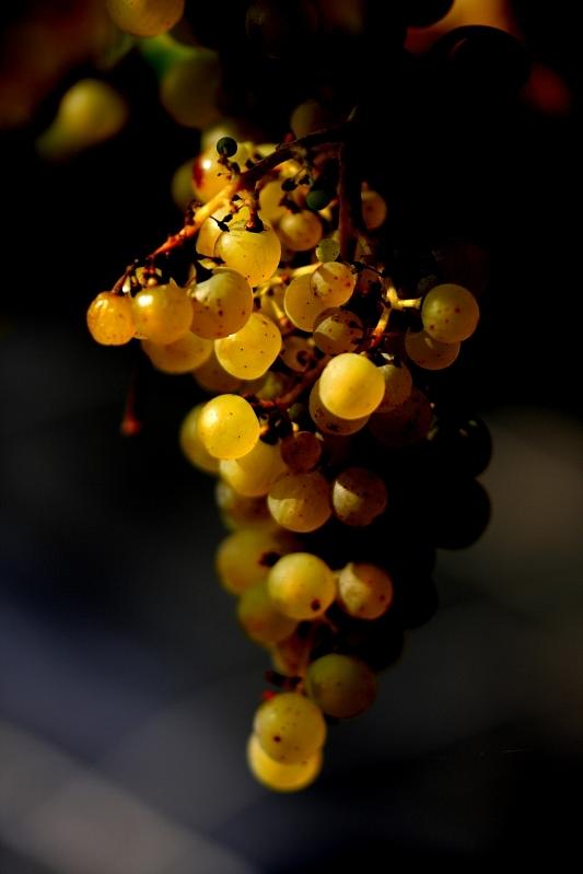 A luscious bunch of grapes Photograph by Ian Sanders