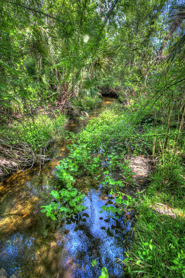 A Lush Tropical Creek  Photograph by W Chris Fooshee