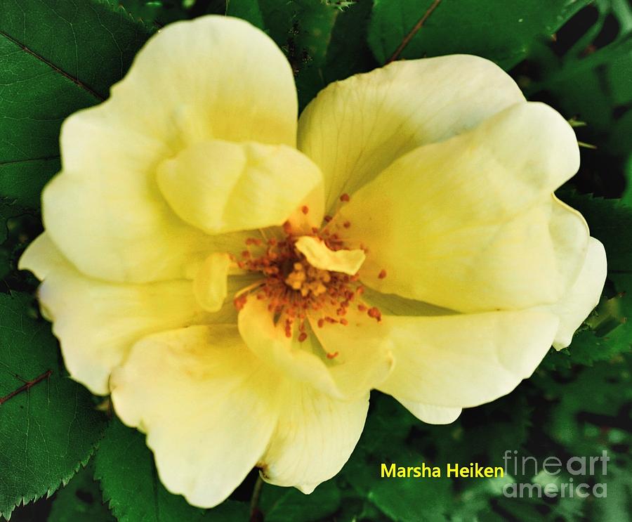 A Macro Yellow Rose Photograph by Marsha Heiken
