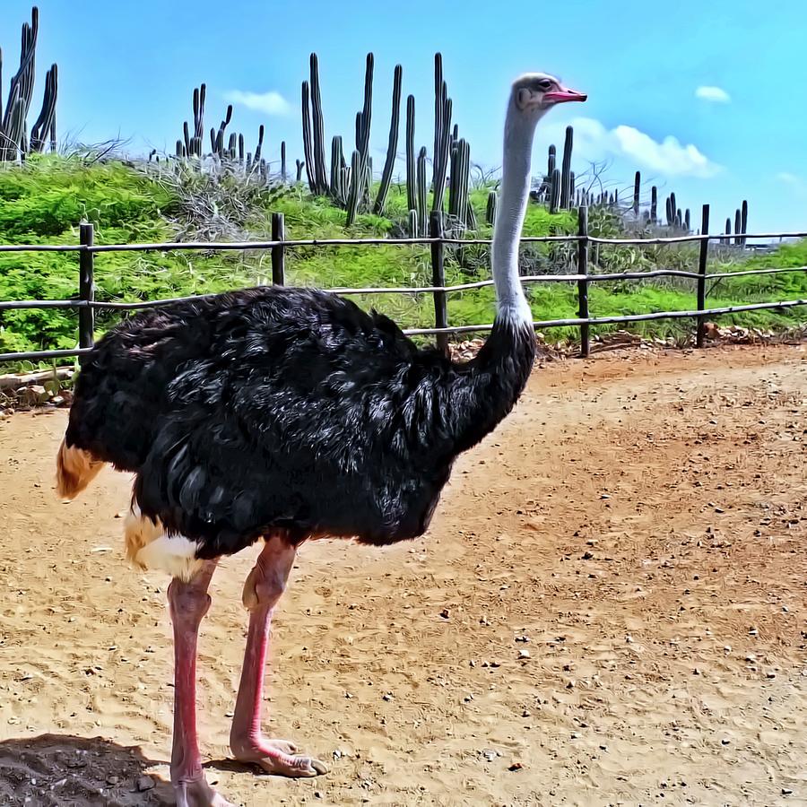 A Magnificent Ostrich Photograph by Kirsten Giving