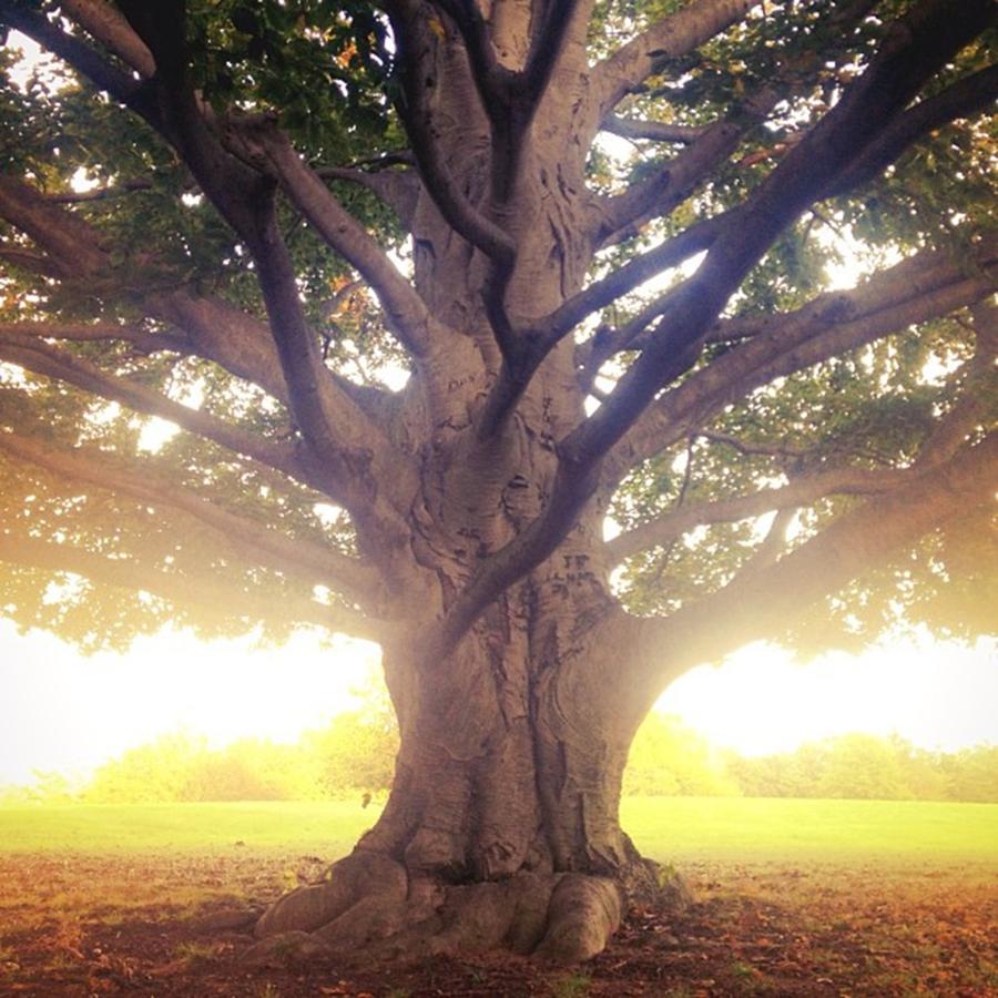 A Magnificent Tree Photograph by Vasilisa Romanenko