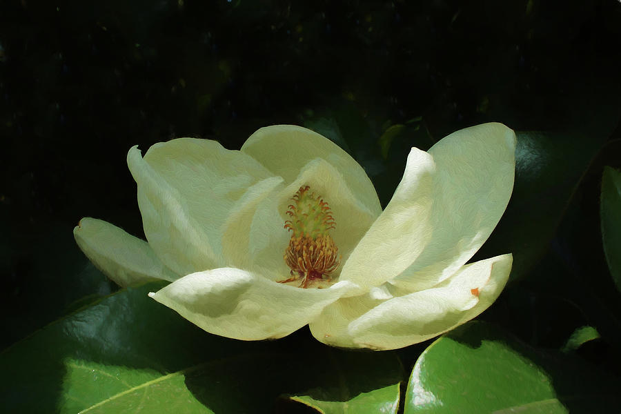 A Magnolia Digital Art by Ernest Echols