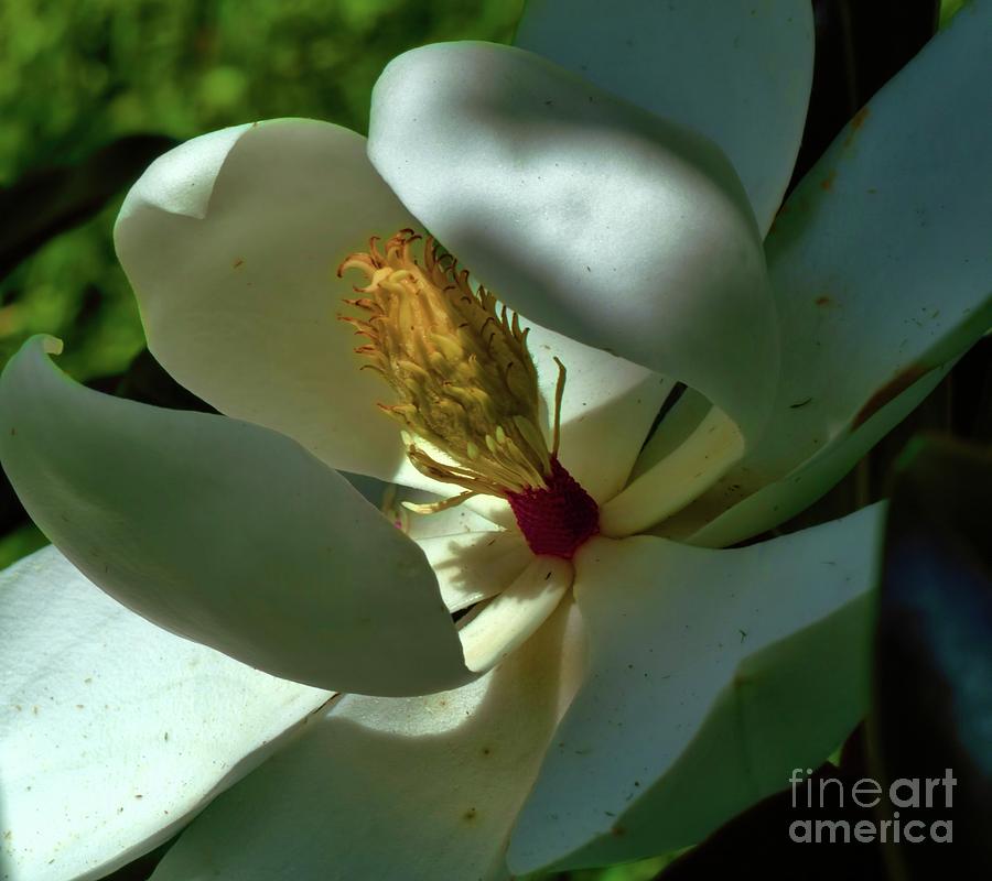 A Magnolia Flower Photograph by Diana Mary Sharpton