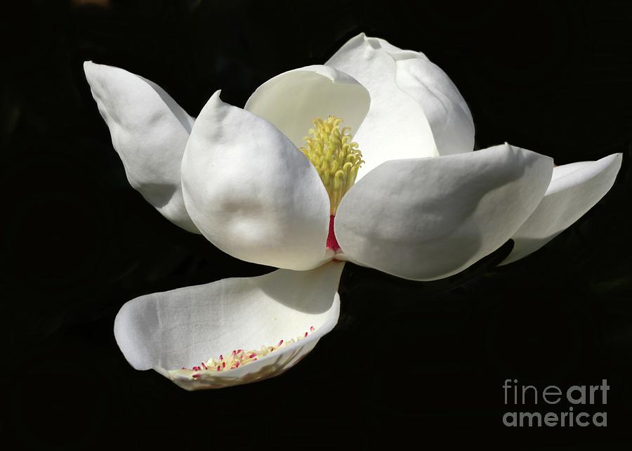 A Magnolia Flower Photograph by Sabrina L Ryan