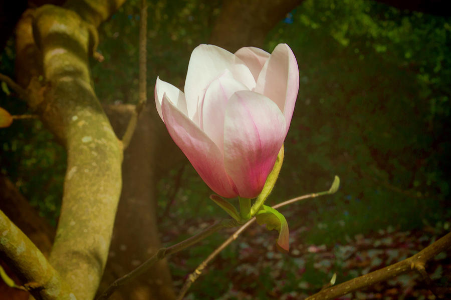 A Magnollia Beauty Photograph by Bonnie Follett