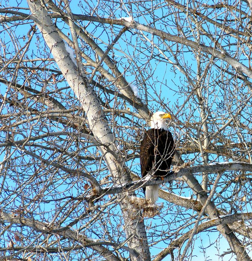 A Majestic Bald Eagle Photograph by Will Borden