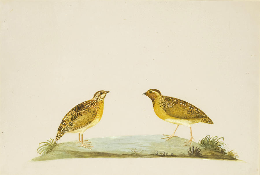 A Male and Female Quail Drawing by Peter Paillou
