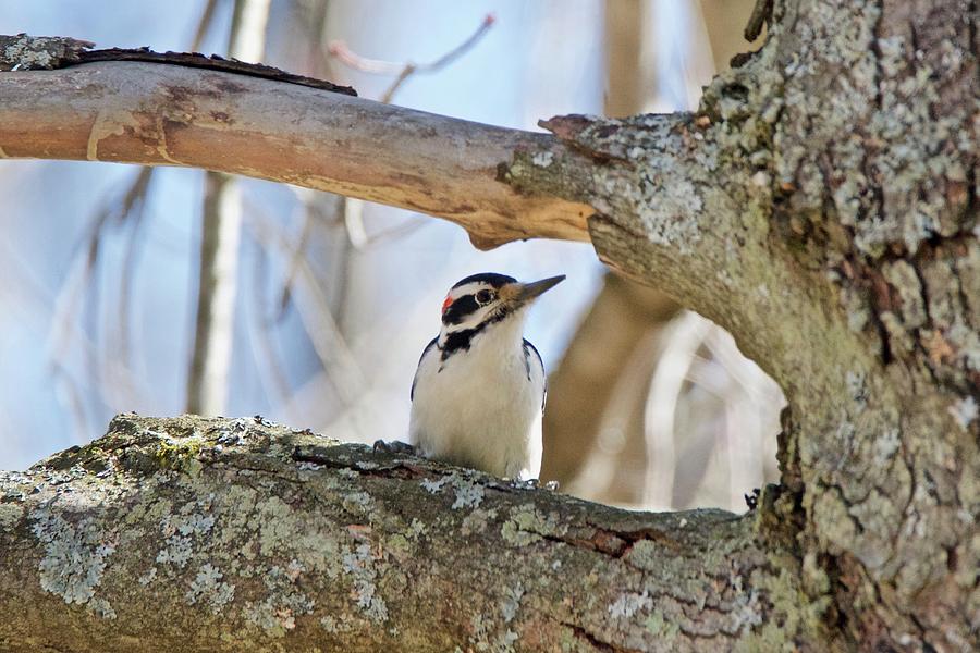 A Male Downey woodpecker  1111 Photograph by Michael Peychich