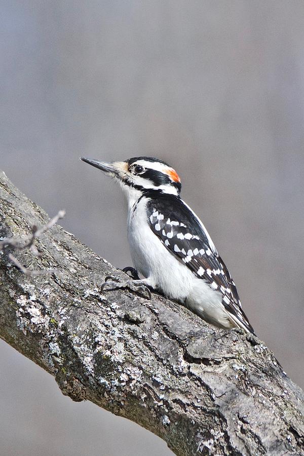 A Male Downey Woodpecker 1120 Photograph by Michael Peychich