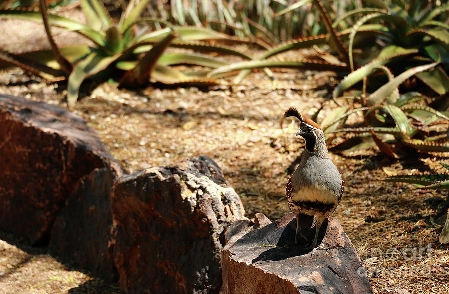 A Male Gambels Quail Photograph by Christiane Schulze Art And Photography