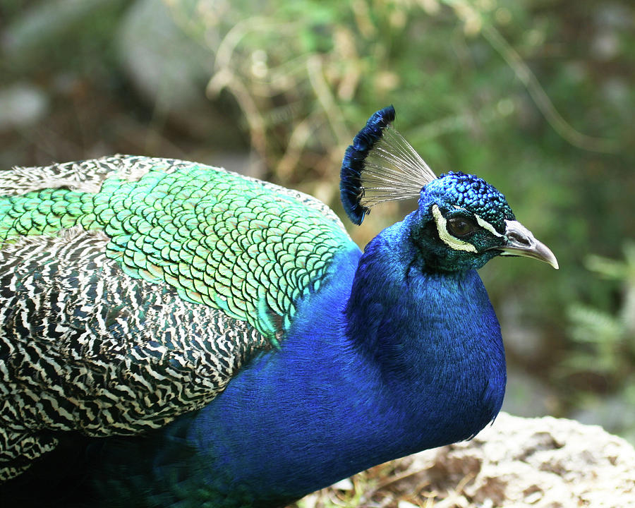 A Male Indian Blue Peacock Photograph by Derrick Neill - Pixels
