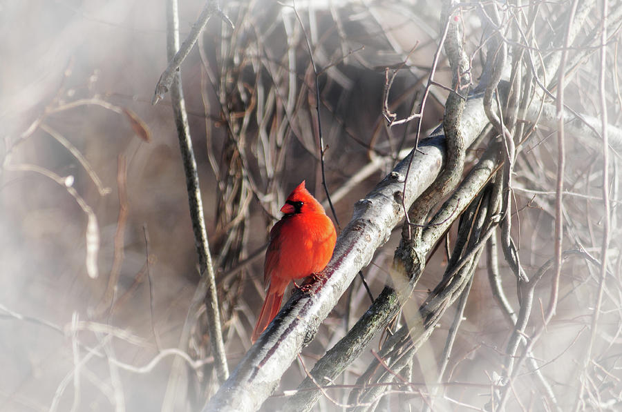 A Male Northern Cardinal Photograph by Mike Martin
