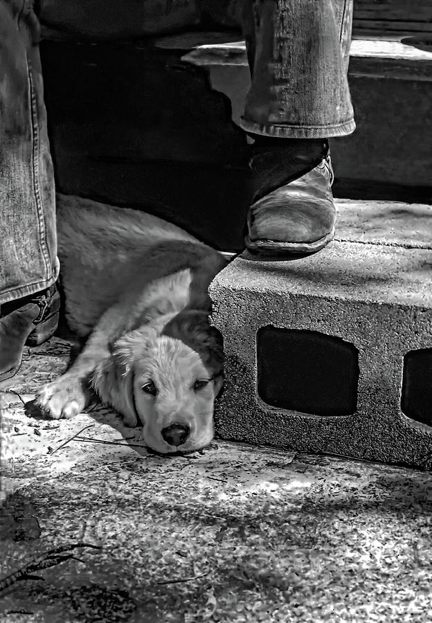 A Man and His Dog bw Photograph by Steve Harrington