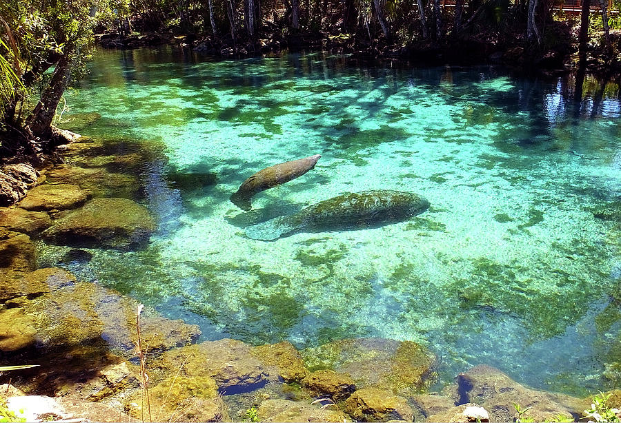 A Manatee Calf and Cow  Photograph by Judy Wanamaker