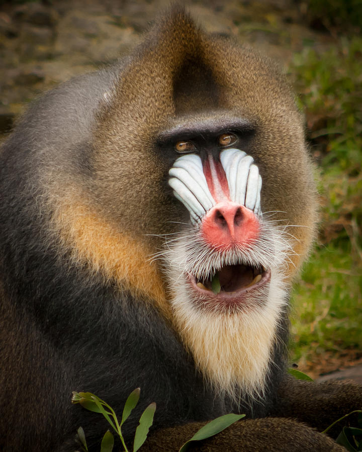 A Mandrill Eating Photograph by Richard Balison | Pixels