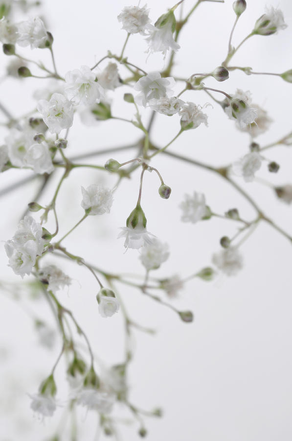 A Map of Baby's Breath Photograph by Cathy Lee Stokes - Fine Art America