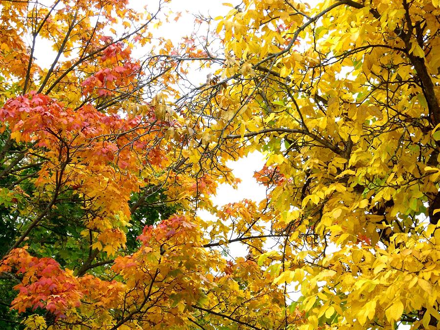 A Maple Walnut Fall Photograph by Will Borden