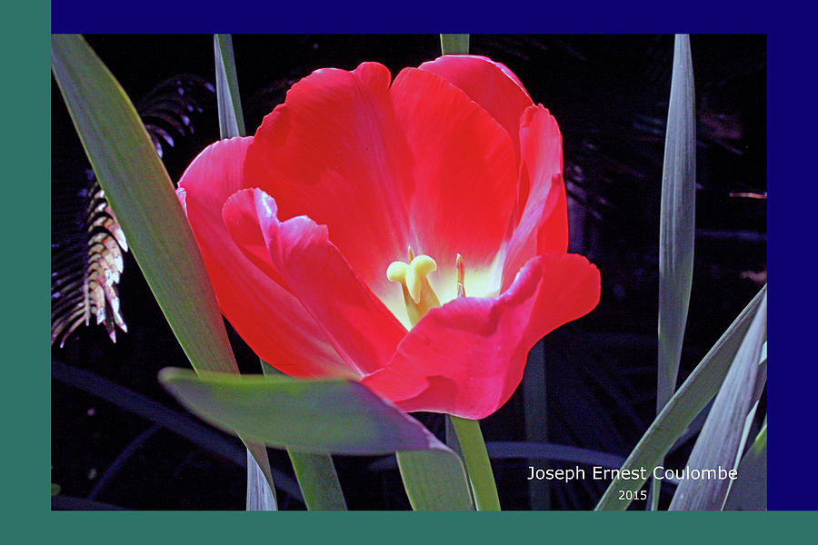 A  March Event - Tulips Digital Art by Joseph Coulombe
