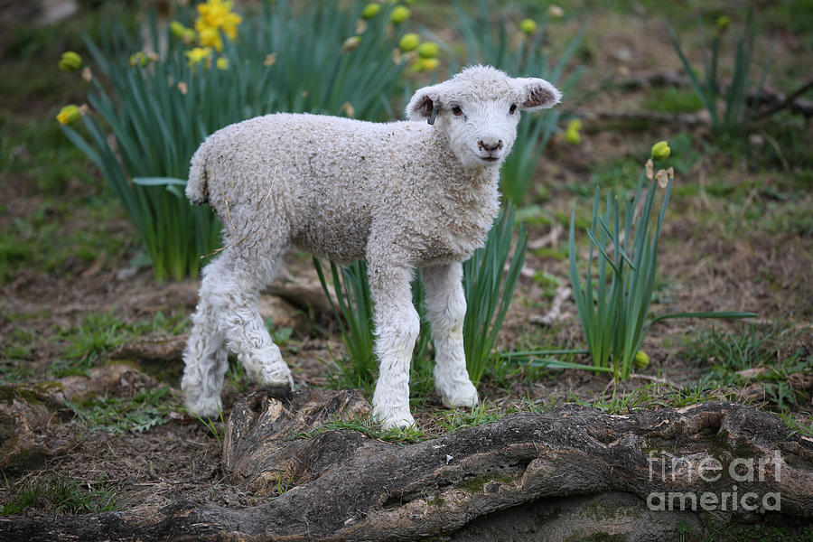 A March Lamb Photograph by Lara Morrison