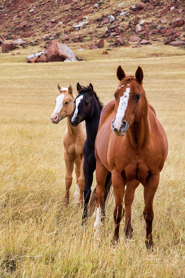 A Mare and Two Friends Photograph by Sam Sherman