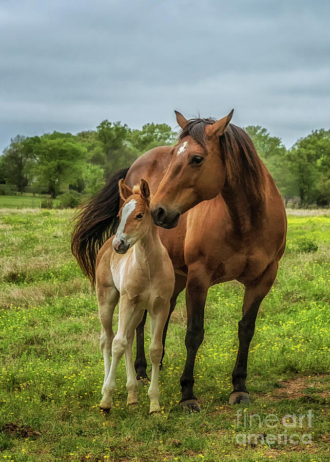 A Mare Loving Her Foal Photograph by Priscilla Burgers