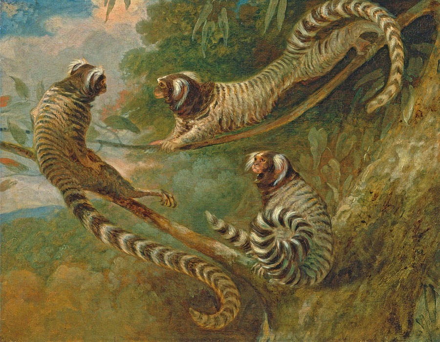 A Marmoset in Three Attitudes Painting by George Garrard