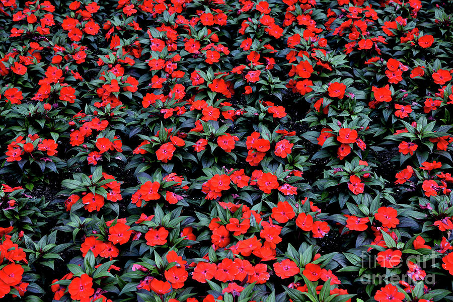 A Mass Of Red Impatiens Photograph by Tom Wurl