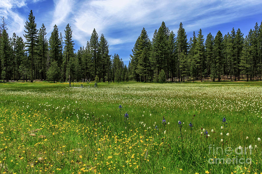 A Meadow In Lassen County Photograph by James Eddy