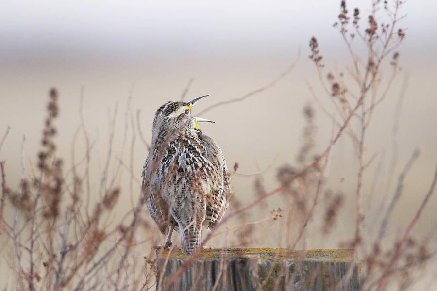 A Meadow Lark Song Photograph by Brook Burling