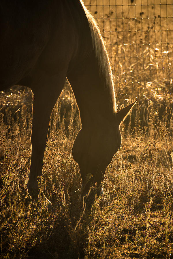 Horse Photograph - A Meal Under Mornings Light by Laddie Halupa