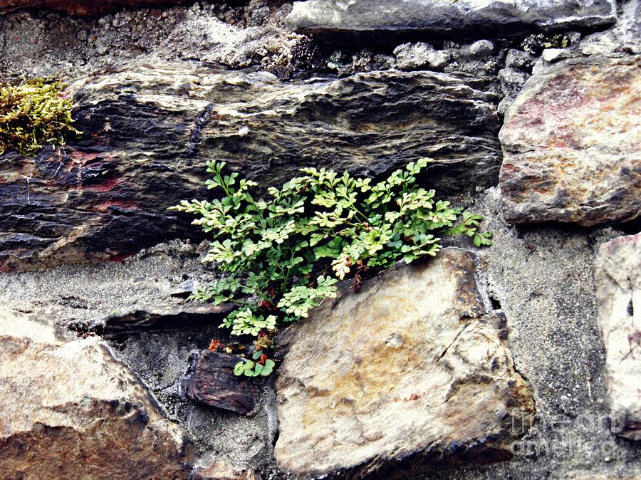 A Medieval Town Wall Photograph by Sarah Loft