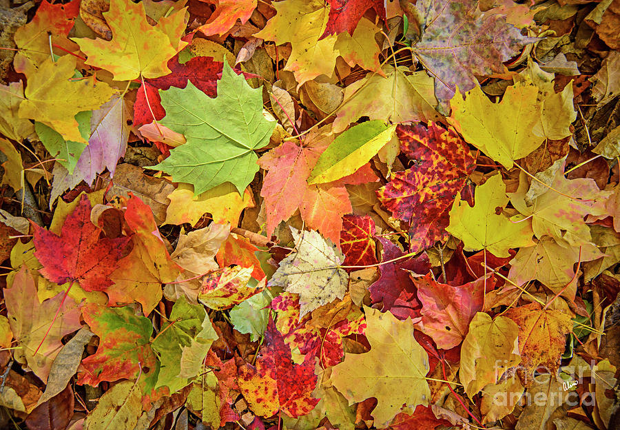 A Medley of Leaves Photograph by Alana Ranney