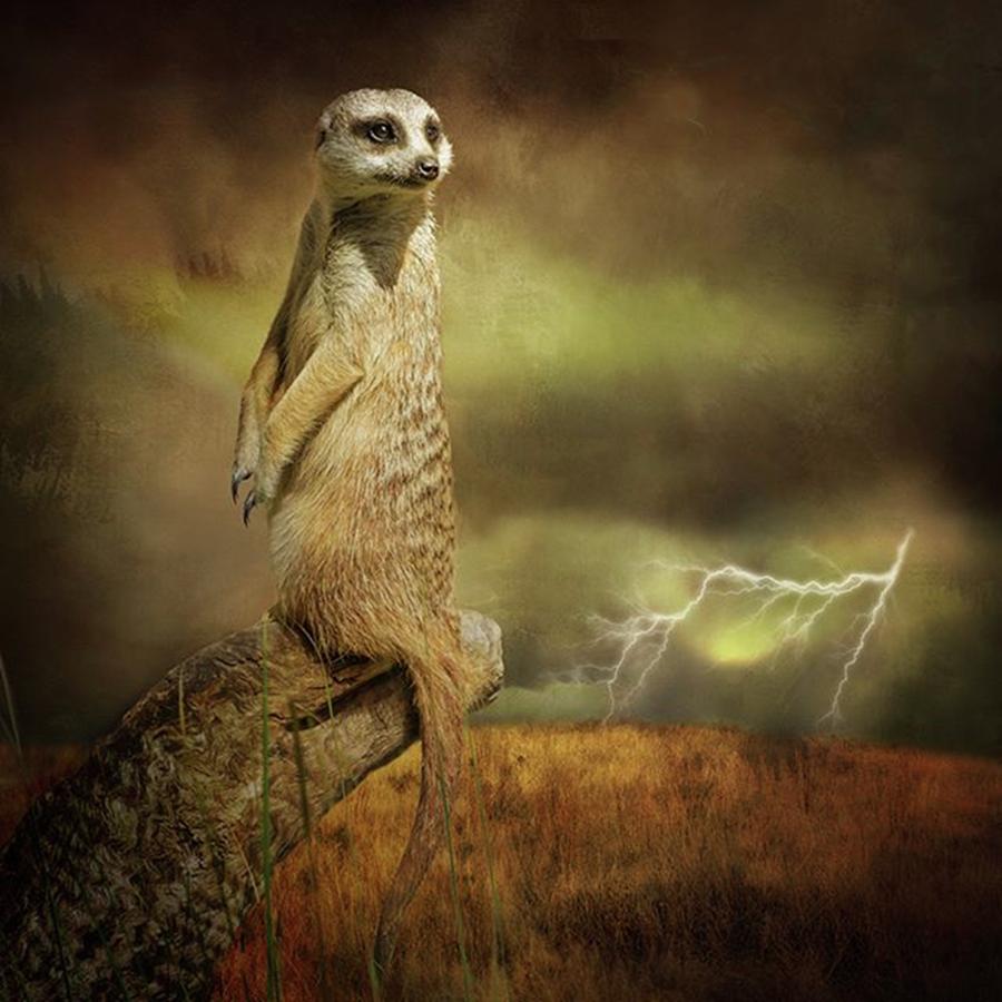 Meerkat Photograph - A Meerkat Stands On Sentry Duty As A by Margaret Goodwin